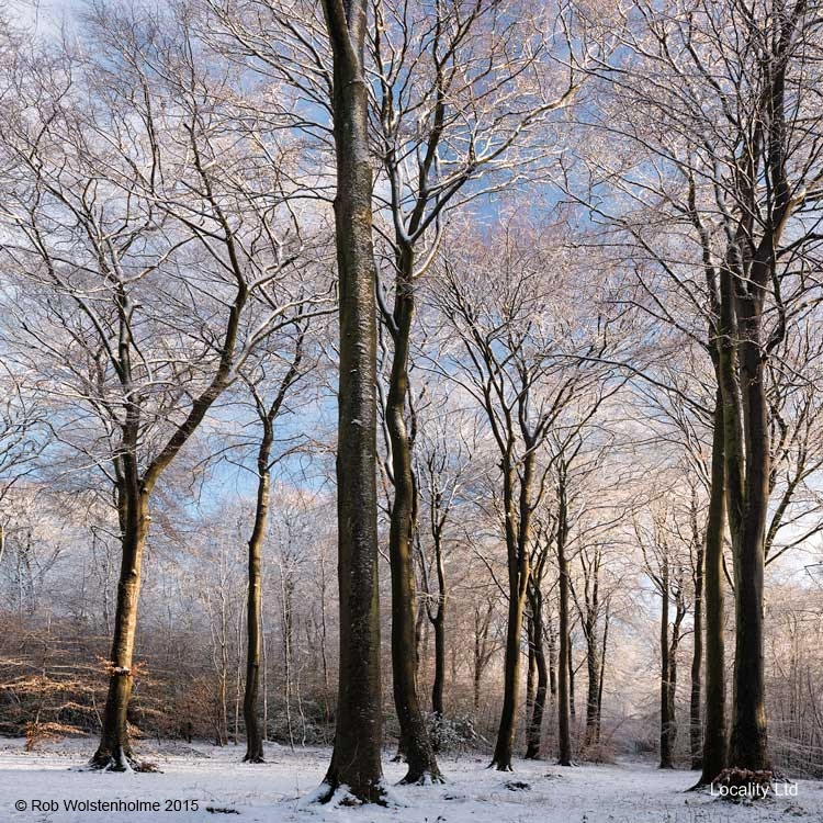 Cotswold Commons and Beechwoods national nature reserve (Cranham, Gloucestershire)